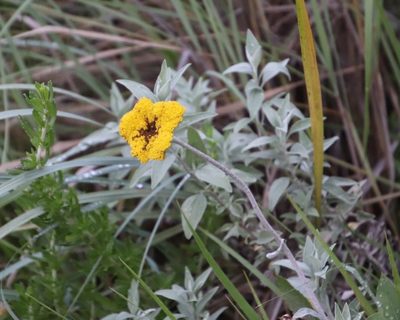 Helichrysum umbraculigerum, photographed by Tony Rebelo