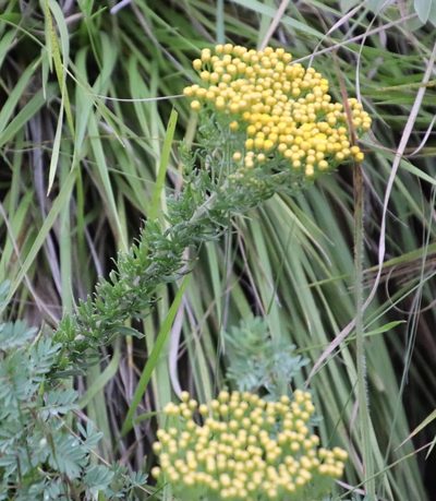 Inulanthera calva, photographed by Tony Rebelo