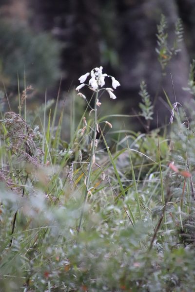 Galtonia candicans, photographed by Tony Rebelo