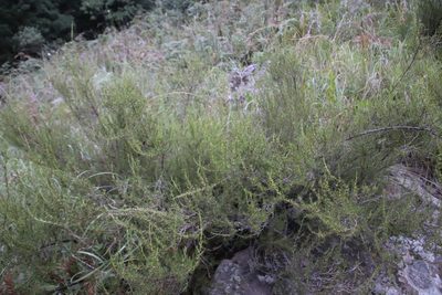 Cliffortia repens, photographed by Tony Rebelo