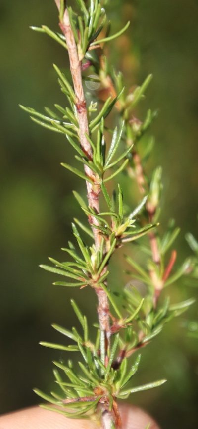 Cliffortia repens, photographed by Tony Rebelo