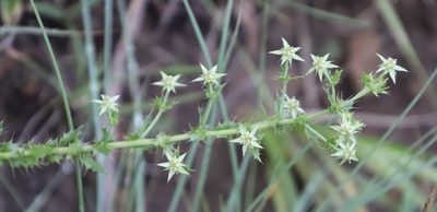 Alepidea setifera, photographed by Tony Rebelo