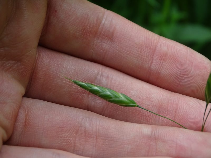 Bromus commutatus, photographed by Reuven Martin
