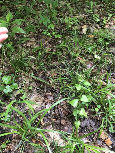 Poa saltuensis, photographed by Jenn (McPhee) Dyson