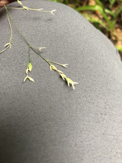 Poa saltuensis, photographed by Jenn (McPhee) Dyson