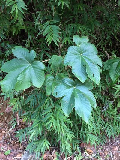 Cecropia palmata, photographed by B. Phalan