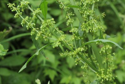 Rumex britannica, photographed by Quinten Wiegersma