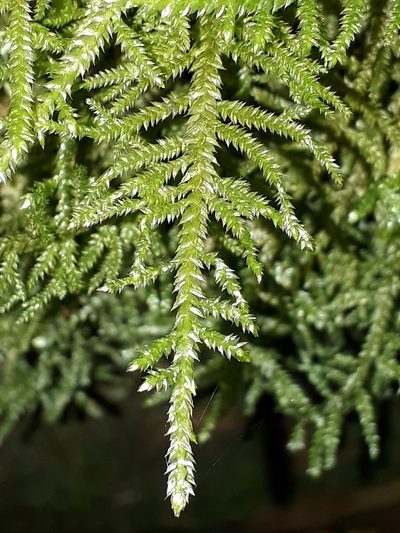 Camptochaete angustata, photographed by Leon Perrie