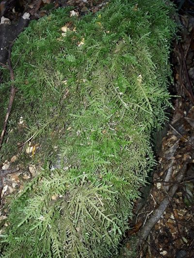 Camptochaete angustata, photographed by Leon Perrie
