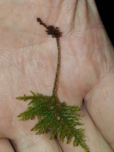 Camptochaete angustata, photographed by Leon Perrie