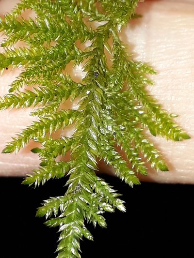 Camptochaete angustata, photographed by Leon Perrie
