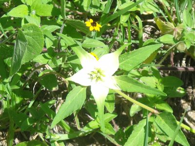 Euphorbia schiedeana, photographed by Tereka Lasso