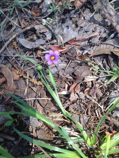 Sisyrinchium scabrum, photographed by Oscar C. González Martínez