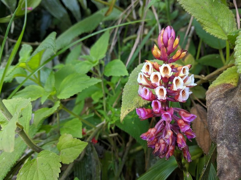 Elleanthus robustus, photographed by Zoltán Stekkelpak