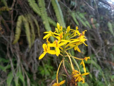 Epidendrum melinanthum, photographed by Zoltán Stekkelpak