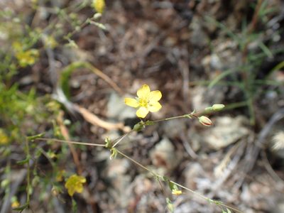 Linum adenophyllum, photographed by Scott Yarger