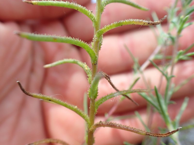 Linum adenophyllum, photographed by Scott Yarger