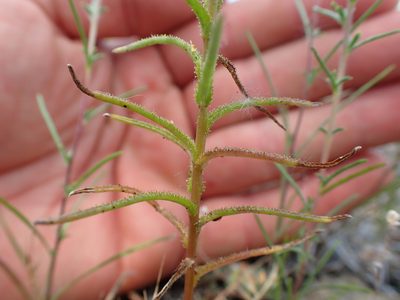 Linum adenophyllum, photographed by Scott Yarger