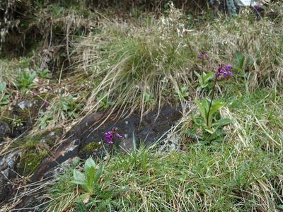 Primula miyabeana, photographed by Jerome Ko