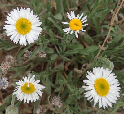 Erigeron caespitosus, photographed by mfeaver
