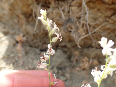 Streptanthus barbiger, photographed by Scott Yarger