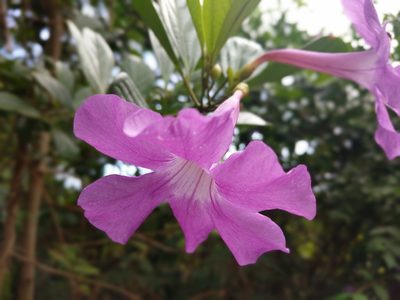 Bignonia magnifica, photographed by Zoltán Stekkelpak