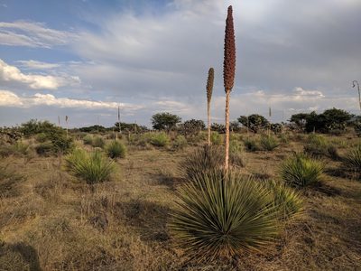 Dasylirion acrotrichum, photographed by Zoltán Stekkelpak