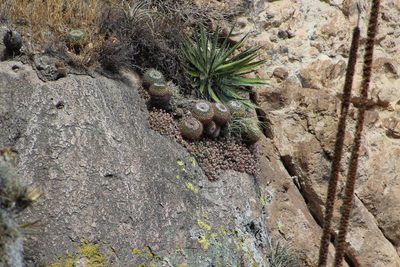 Mammillaria petterssonii, photographed by Zoltán Stekkelpak