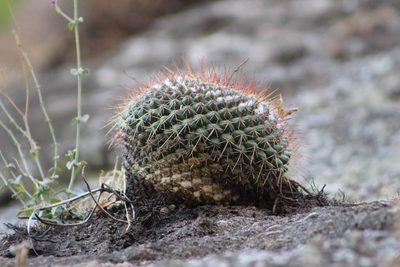 Mammillaria petterssonii, photographed by Zoltán Stekkelpak