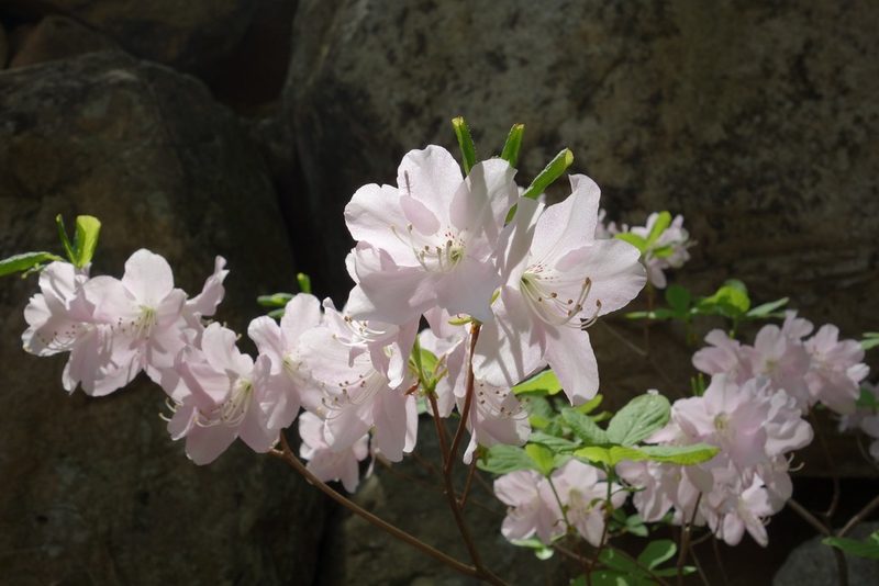 Rhododendron schlippenbachii, photographed by Zoltán Stekkelpak