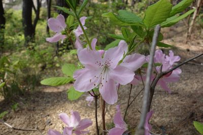 Rhododendron schlippenbachii, photographed by Zoltán Stekkelpak