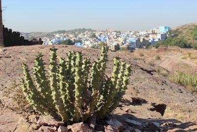 Euphorbia caducifolia, photographed by Zoltán Stekkelpak