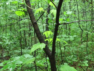 Dioscorea nipponica, photographed by Repina Tatyana
