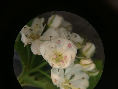 Crataegus flabellata, photographed by Étienne Lacroix-Carignan