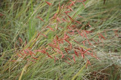 Monocymbium ceresiiforme, photographed by Tony Rebelo