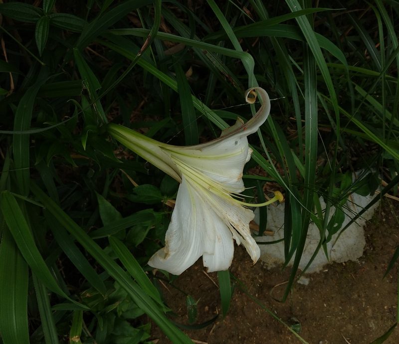 Lilium brownii, photographed by portioid