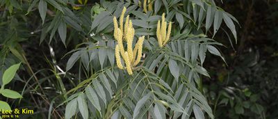 Platycarya strobilacea, photographed by Kim, Hyun-tae