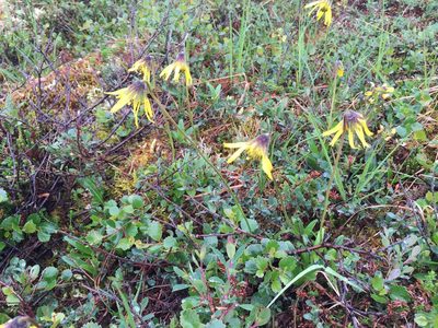 Arnica lessingii, photographed by Jason Grant