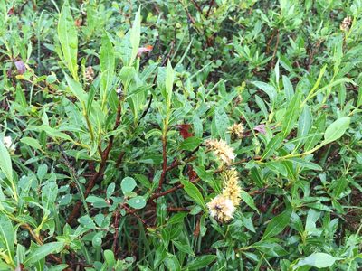 Salix pulchra, photographed by Jason Grant
