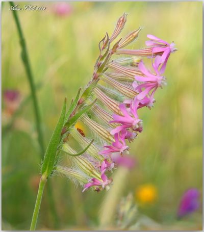 Silene bellidifolia, photographed by Aissa Djamel Filali