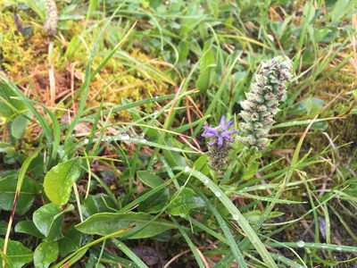 Lagotis glauca, photographed by Jason Grant