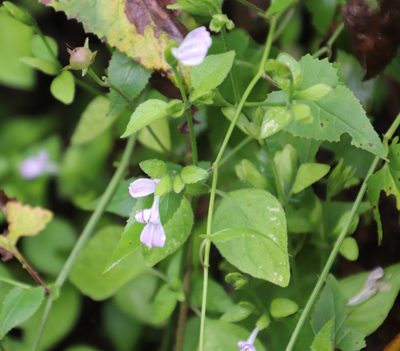 Hypoestes triflora, photographed by Tony Rebelo