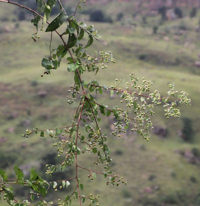 Helinus integrifolius, photographed by Tony Rebelo