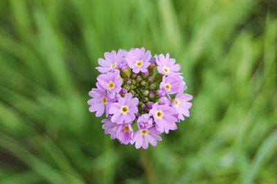 Primula longiscapa, photographed by Alexander Dubynin