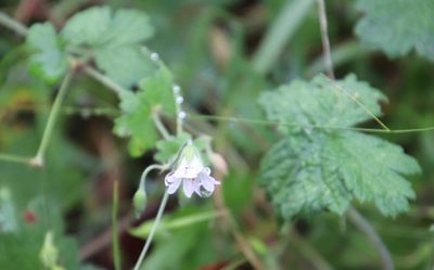 Geranium wakkerstroomianum, photographed by Tony Rebelo