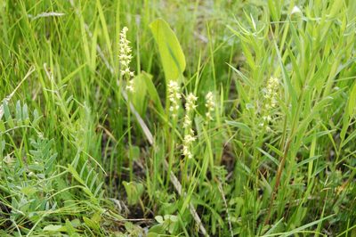 Herminium monorchis, photographed by Alexander Dubynin
