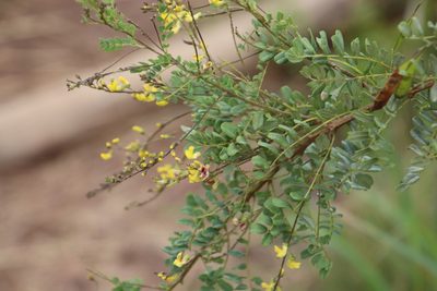 Calpurnia sericea, photographed by Tony Rebelo