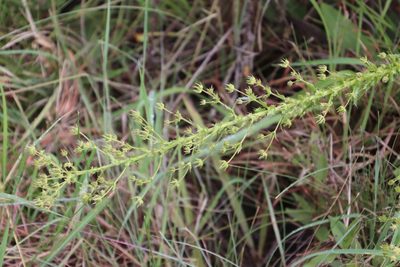 Alepidea setifera, photographed by Tony Rebelo