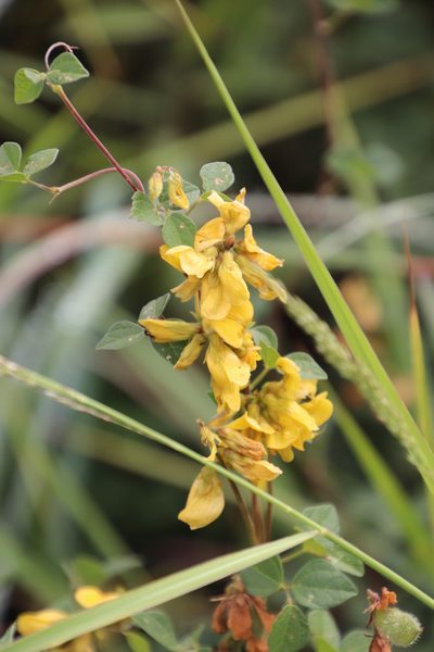 Rhynchosia cooperi, photographed by Tony Rebelo