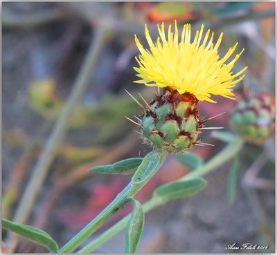 Centaurea sicula, photographed by Aissa Djamel Filali